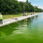 Algae Blooms Again in Lincoln Memorial Reflecting Pool Days After Big Renovation