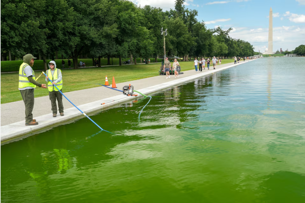 Algae